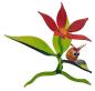 Preview: Blüte mit Schnecke / Blüte rot